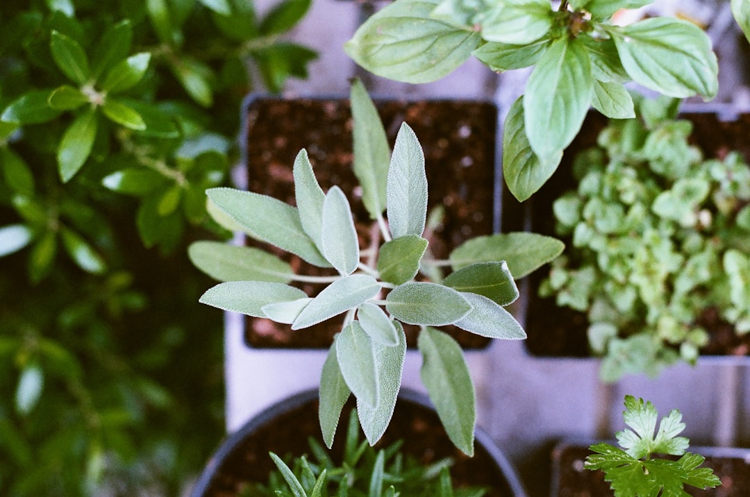 Photo Gardening