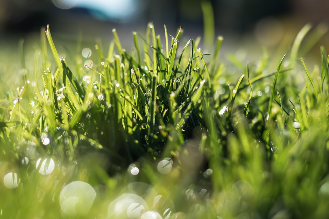 Mastering the Art of Lawn Care: How to Mow Your Grass