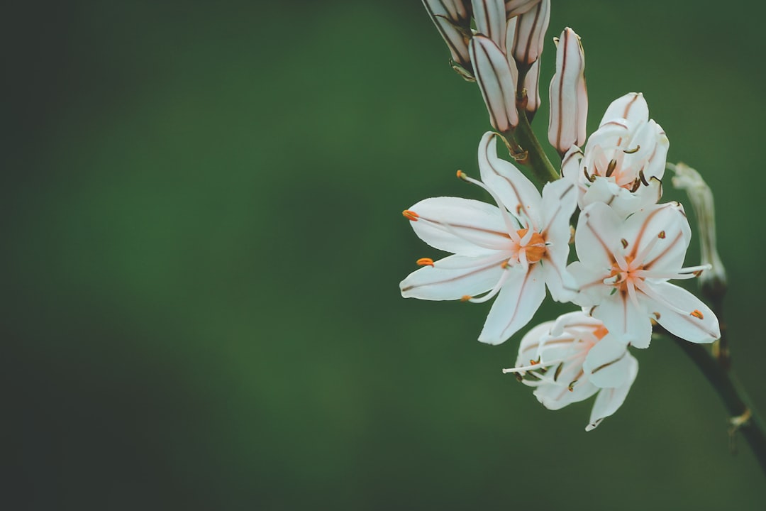 Photo flowers